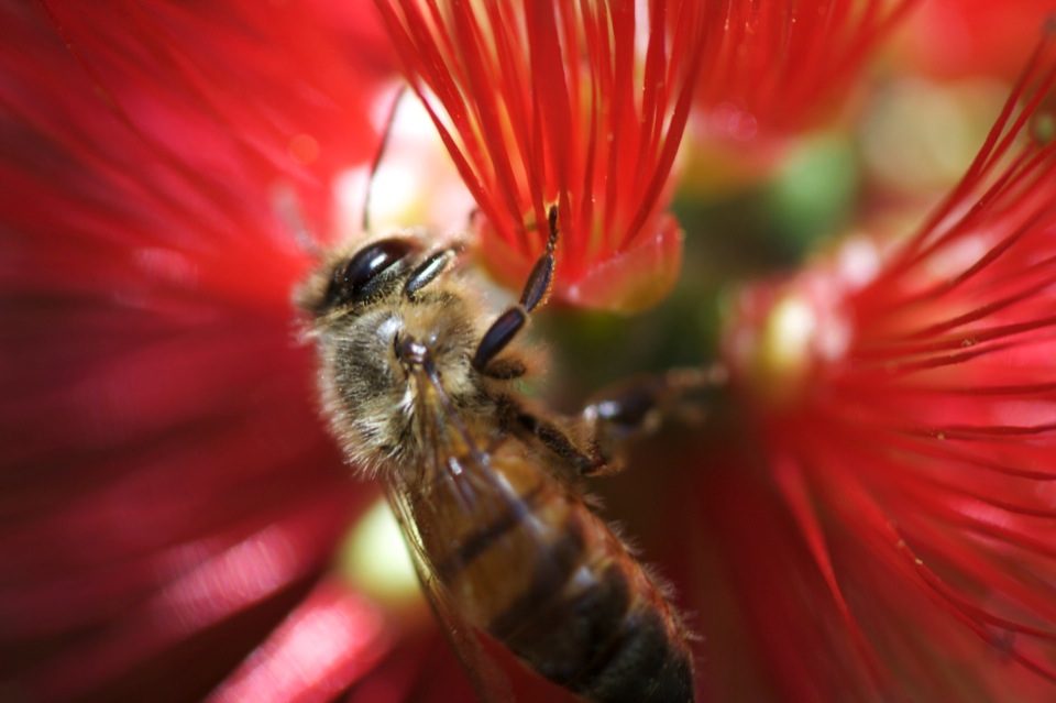 Using Spring Tags to output images