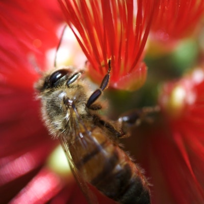 Using Spring Tags to output images