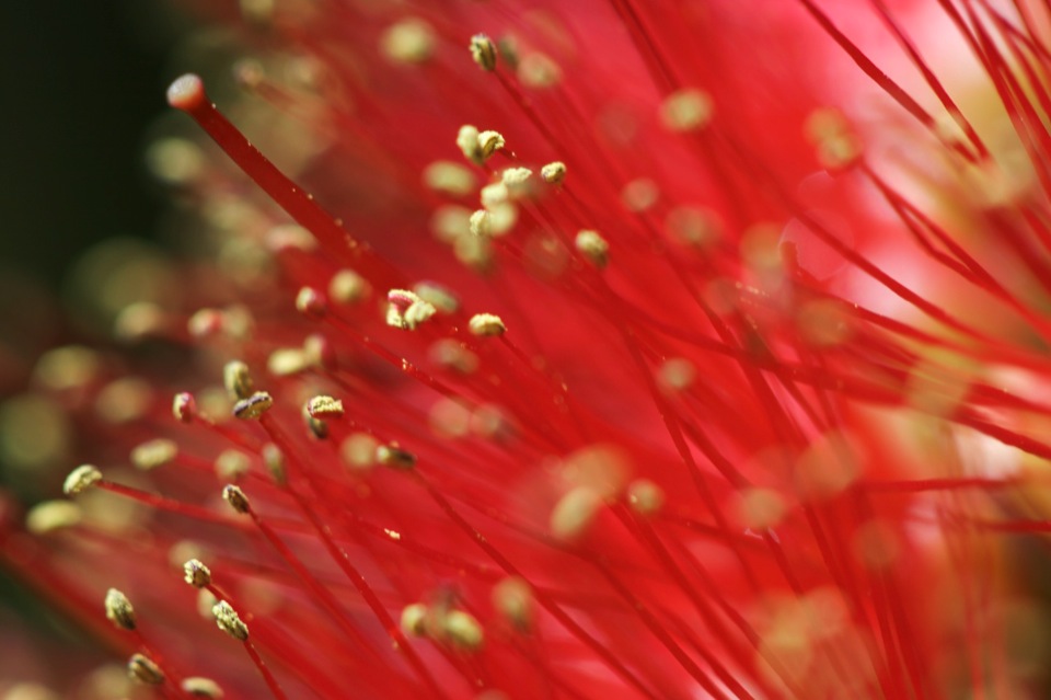 Using Spring Tags to output images